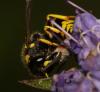 Ancistrocerus sp.